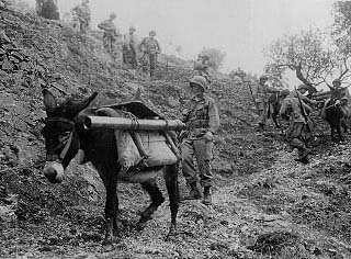 Pack train moves supplies in the mountains.