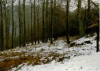 Reipertswiller, hill 420