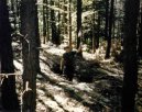 Reipertswiller, son in foxhole